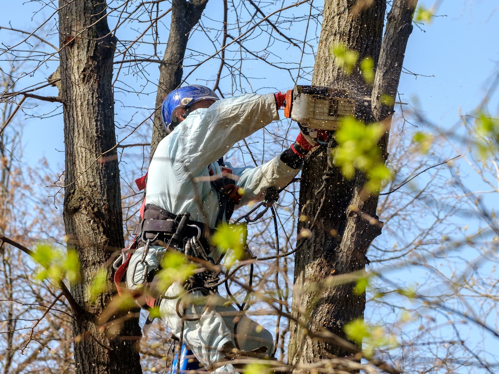Worker in safety gear trimming a tree with a chainsaw among bare branches and spring leaves
