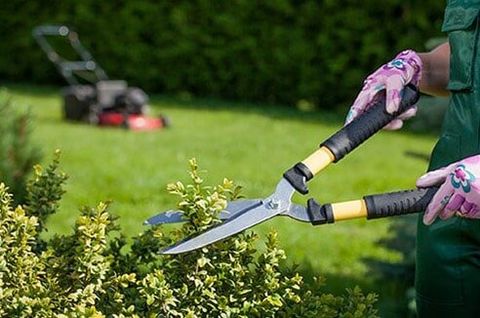 Woman Working In The Garden — Trim Shrubs in Culver City, CA