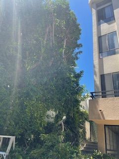 A building with a lot of windows and trees in front of it.