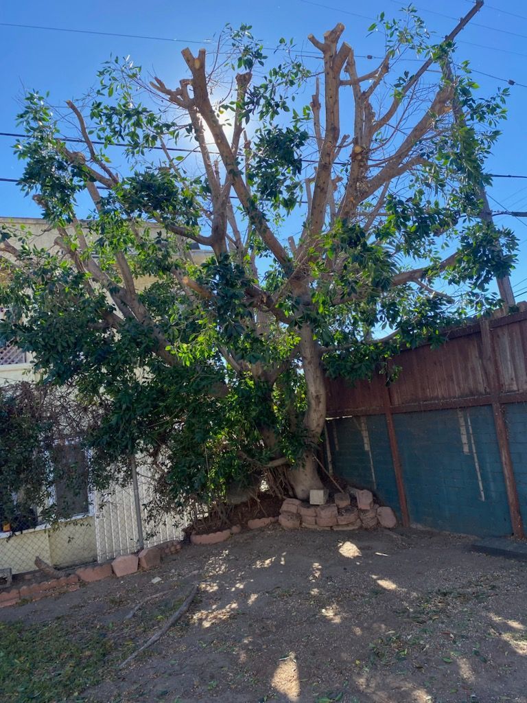 A large tree in a backyard next to a garage.