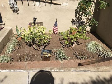 New Plants — Maintenance in Culver City, CA