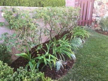 Closed Up View Of Garden — Maintenance in Culver City, CA