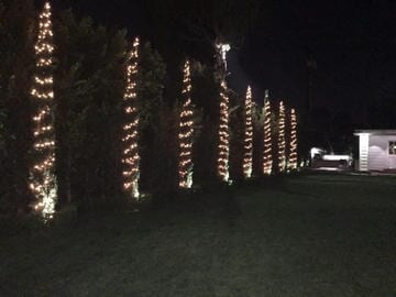 Beautiful Trees With Lights — Maintenance in Culver City, CA