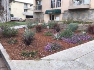 Newly Planted Plants — Maintenance in Culver City, CA