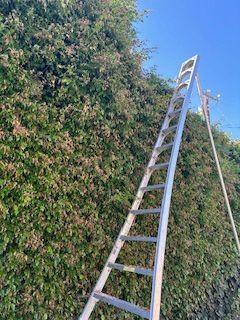 A ladder is sitting on top of a lush green hedge.
