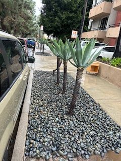 A car is parked on the side of the road next to a row of agave plants.