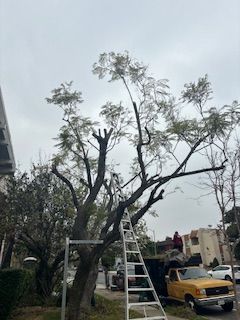 A man is standing on a ladder next to a tree.