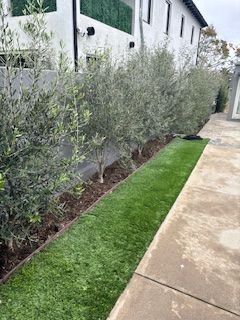 A row of olive trees along a sidewalk next to a building.
