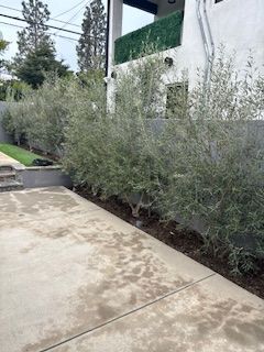 A concrete driveway with a row of trees in front of a building.