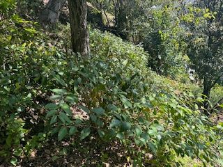 A lush green forest with trees and bushes on a hillside
