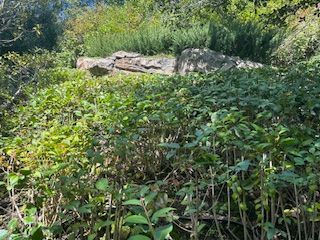 A lush green forest with a large rock in the background.