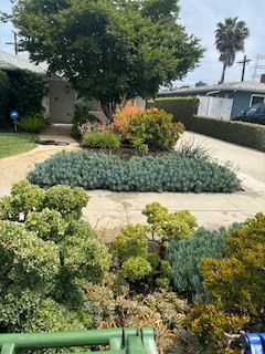 A garden with lots of plants and trees in front of a house.