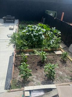 A garden with lots of plants growing in it.