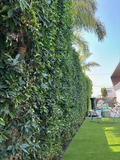 A lush green hedge surrounds a lush green lawn in a backyard.