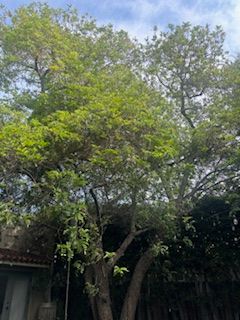 A large tree with lots of leaves is in front of a house.