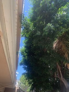 A tree is growing next to a building with a blue sky in the background.