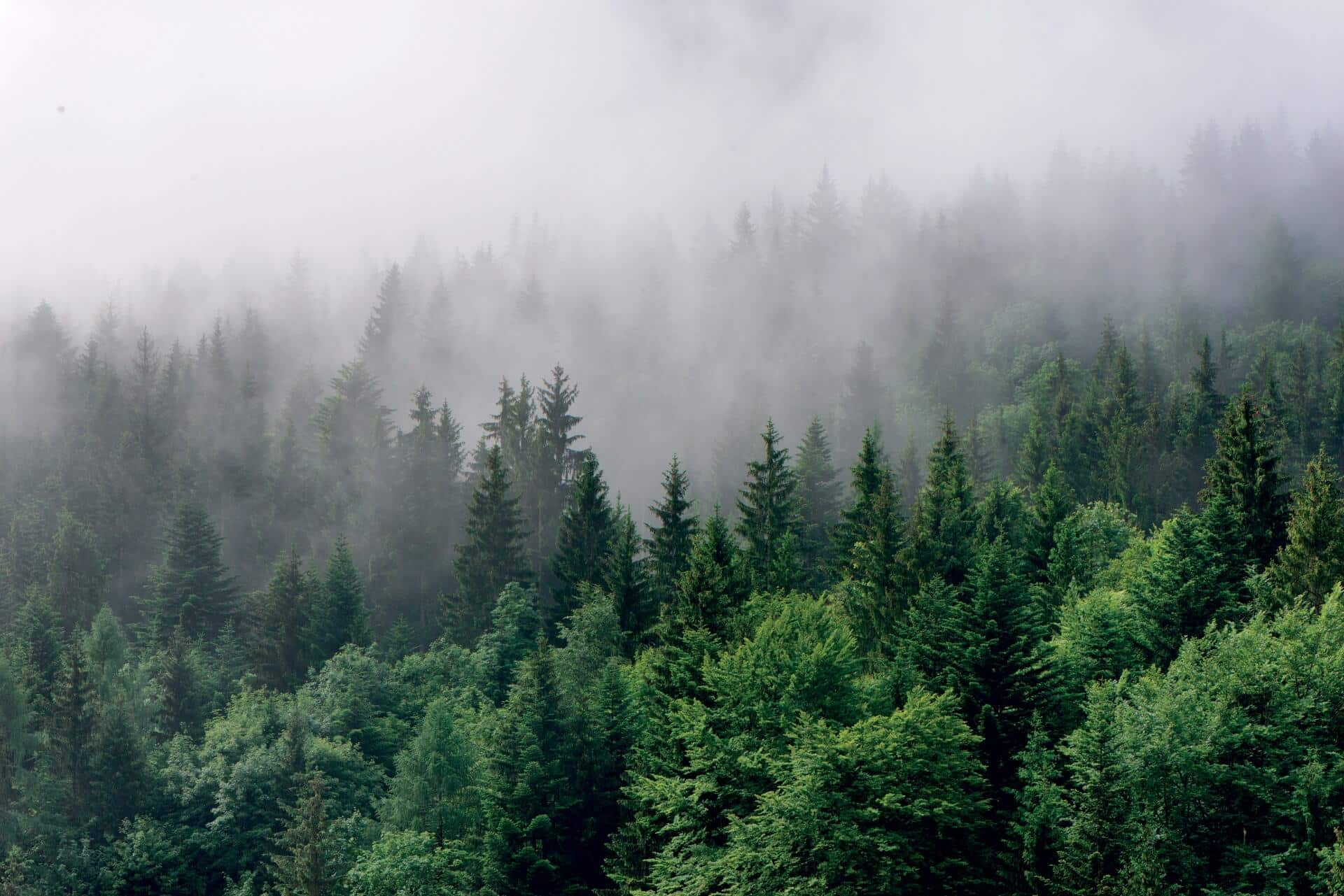 An aerial view of a foggy forest with trees covered in fog.