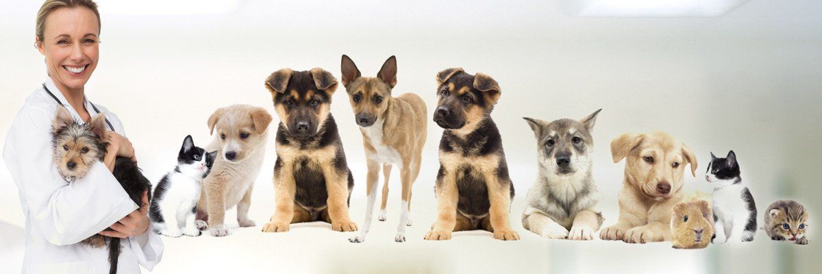 Smithfield veterinary services veterinarian with dogs