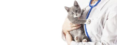 Smithfield veterinary services veterinarian with cat