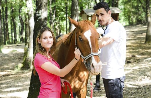 Smithfield Veterinary Services Horse