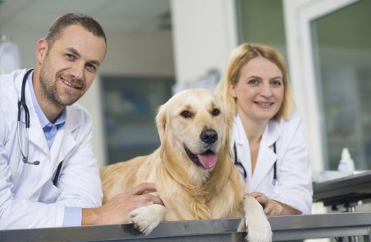 Smithfield Veterinary Services Veterinarian Surgeon