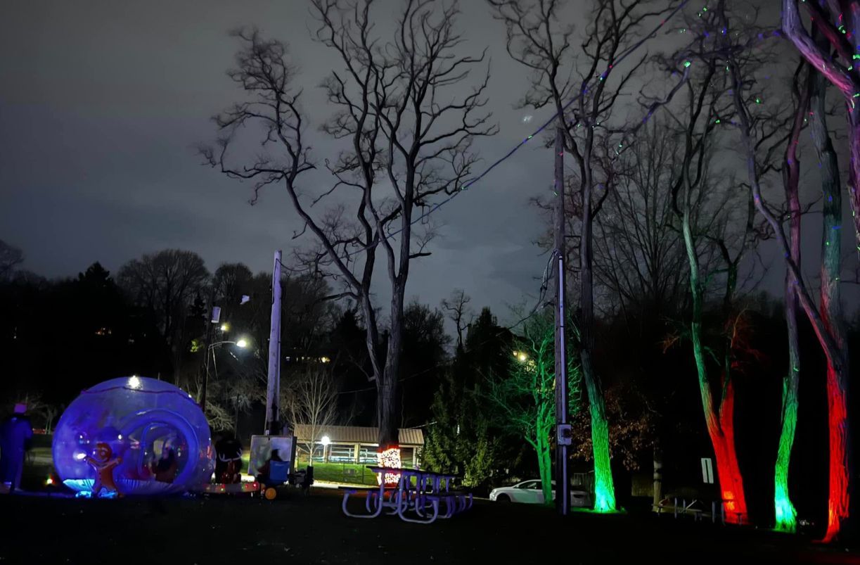 A group of trees are lit up at night in a park.