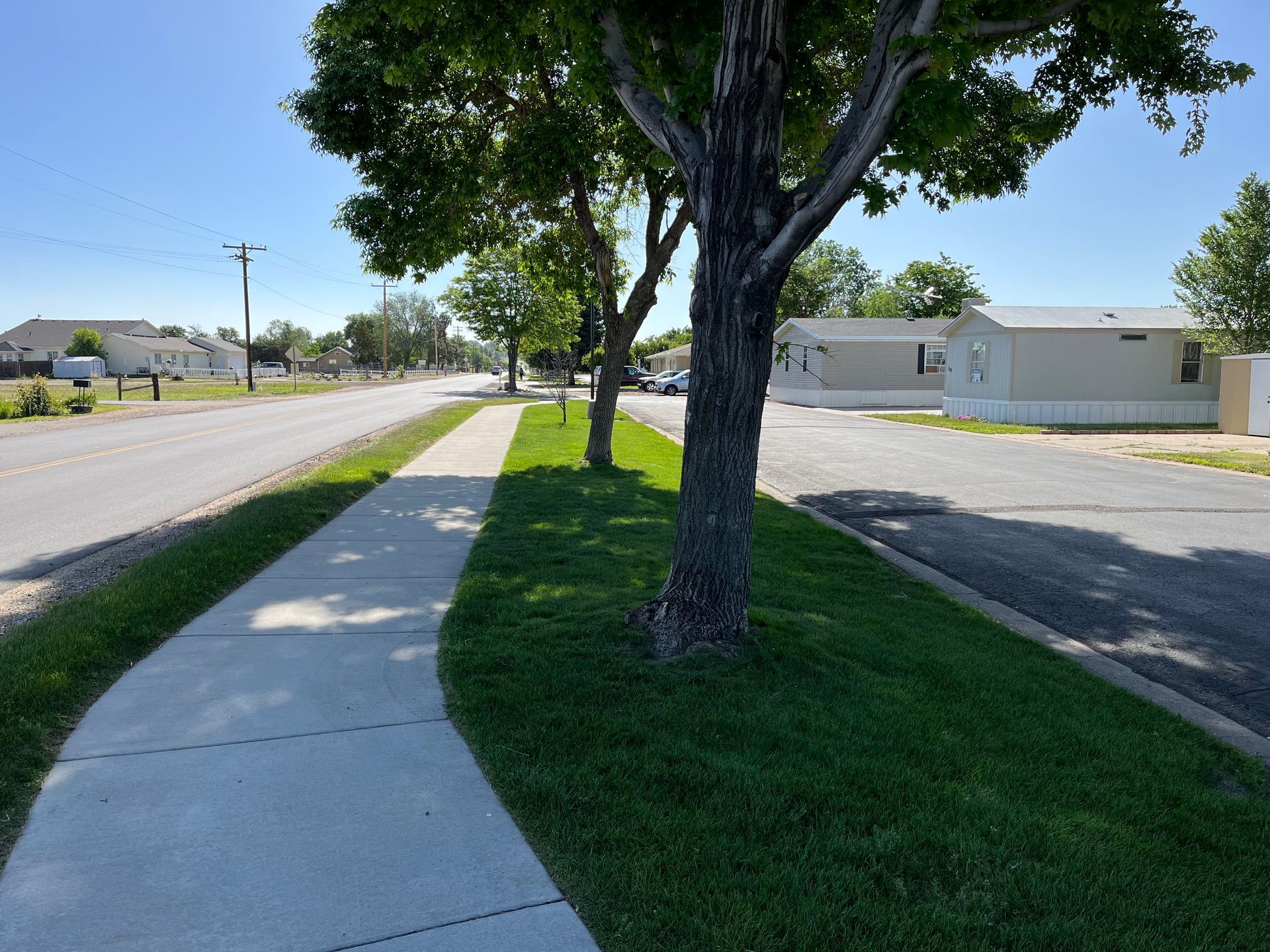 mobile homes with trees
