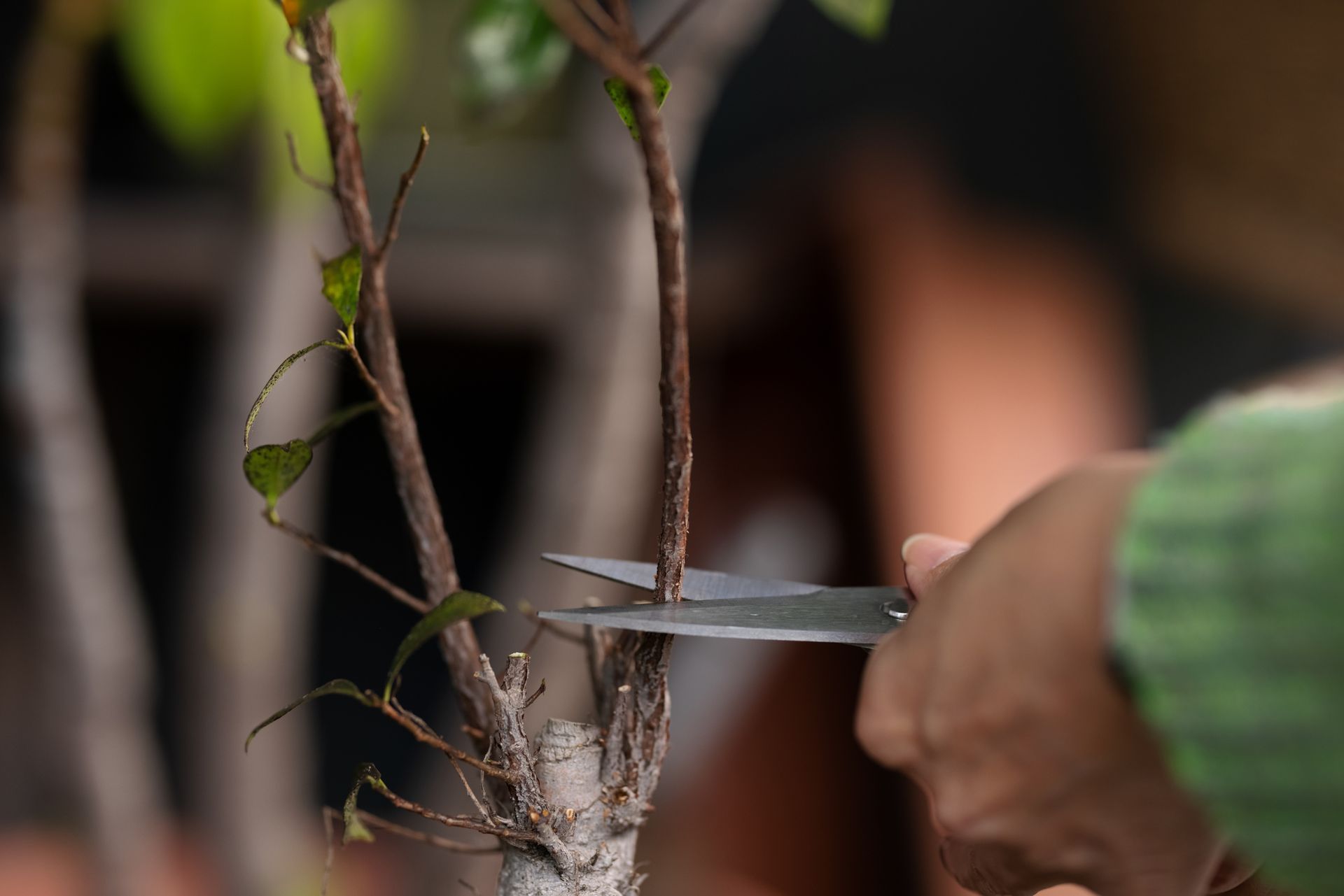 Person using shears to prune a bonsai tree.