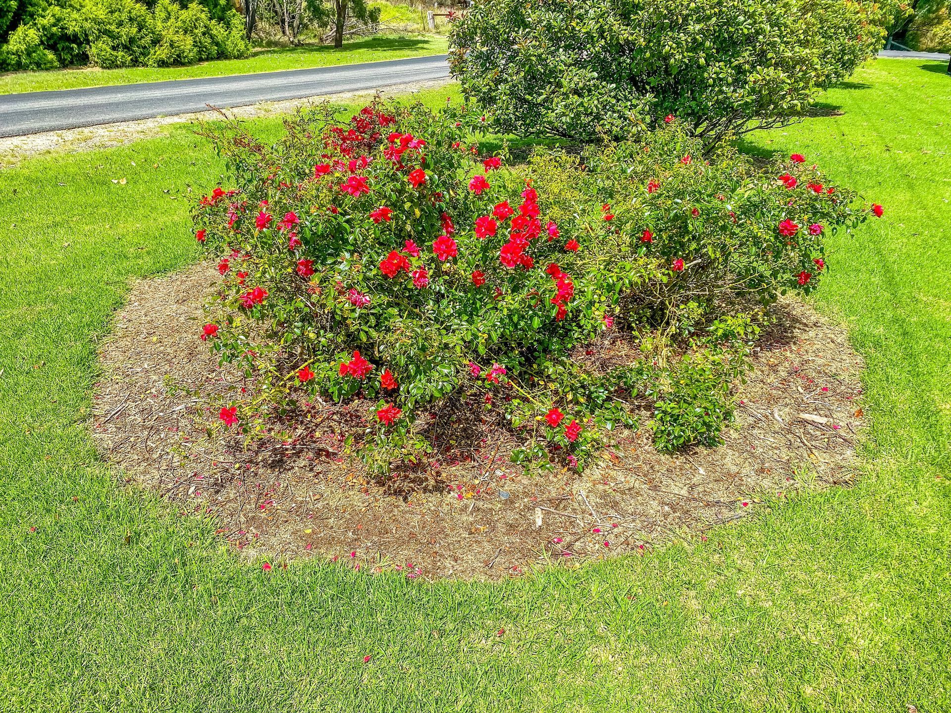 Red rose bushes in a mulch-covered garden bed on green grass near a road.