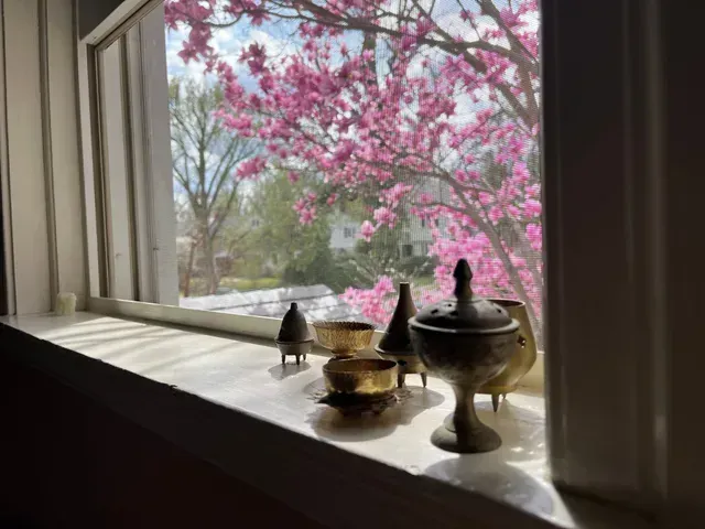 View of pink magnolia tree blossoms in a sunny day through screened window.
