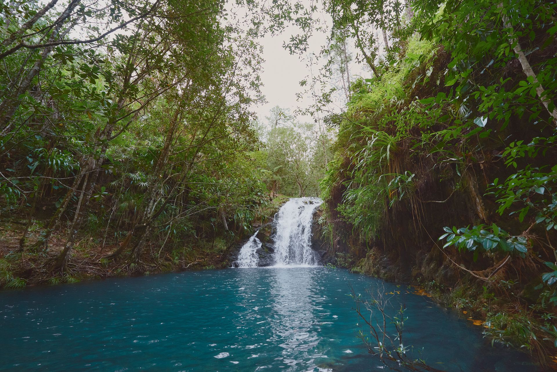 a small waterfall in the middle of a lush green forest surrounded by trees .