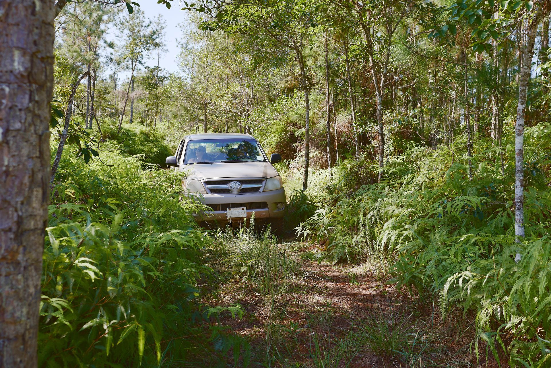 a car is driving through a lush green forest .