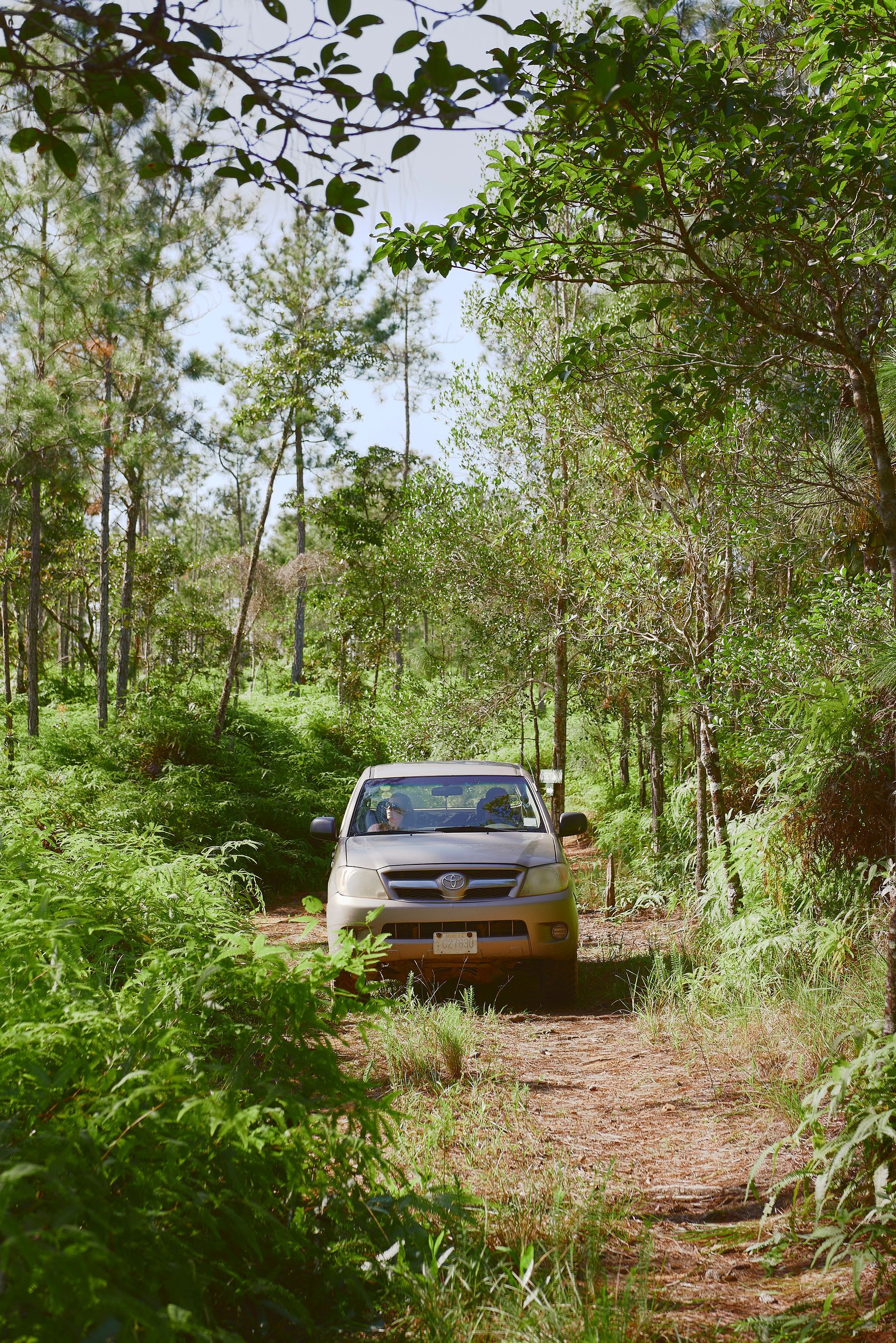 a car is driving down a dirt road in the woods .