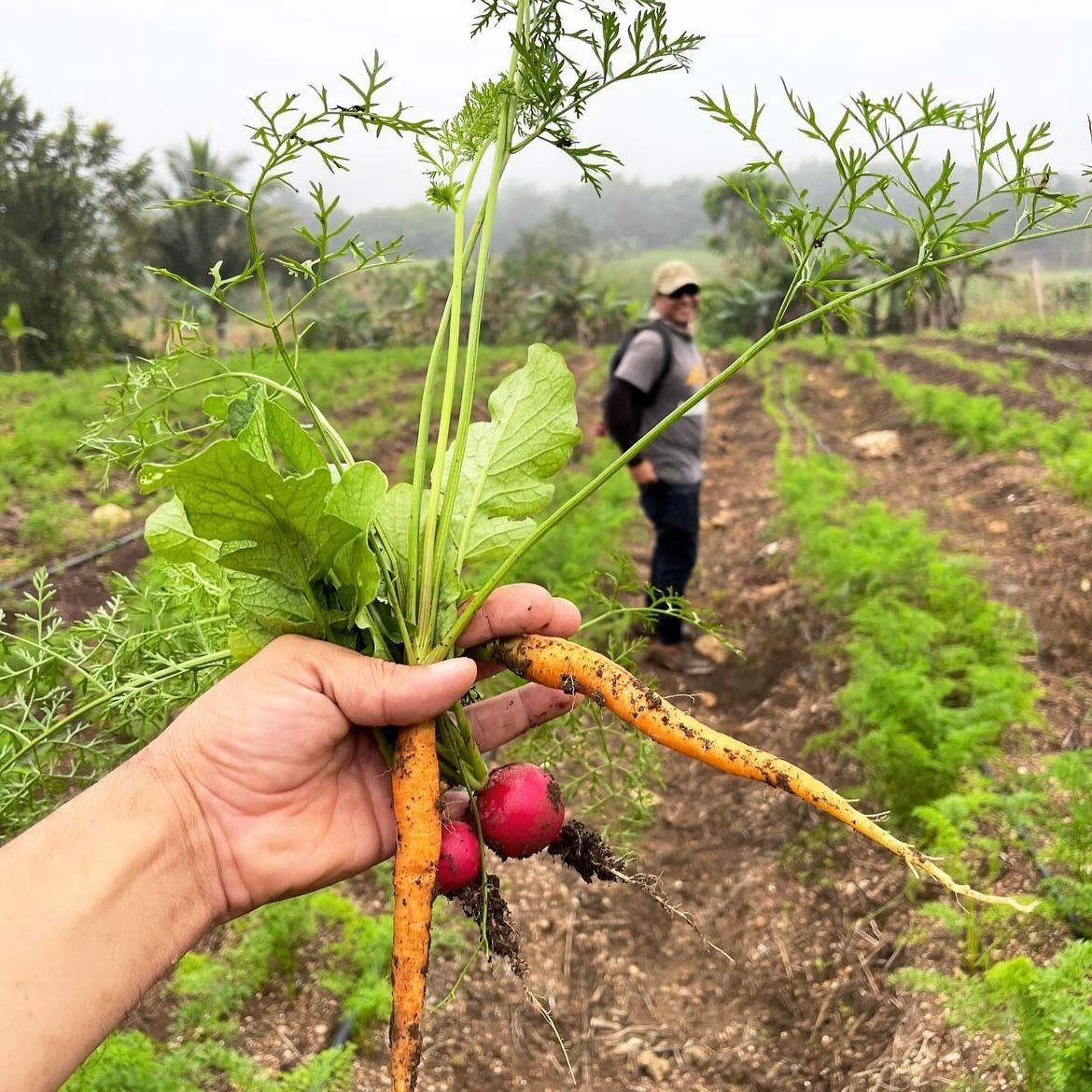 A person is holding a bunch of carrots and radishes in a field.