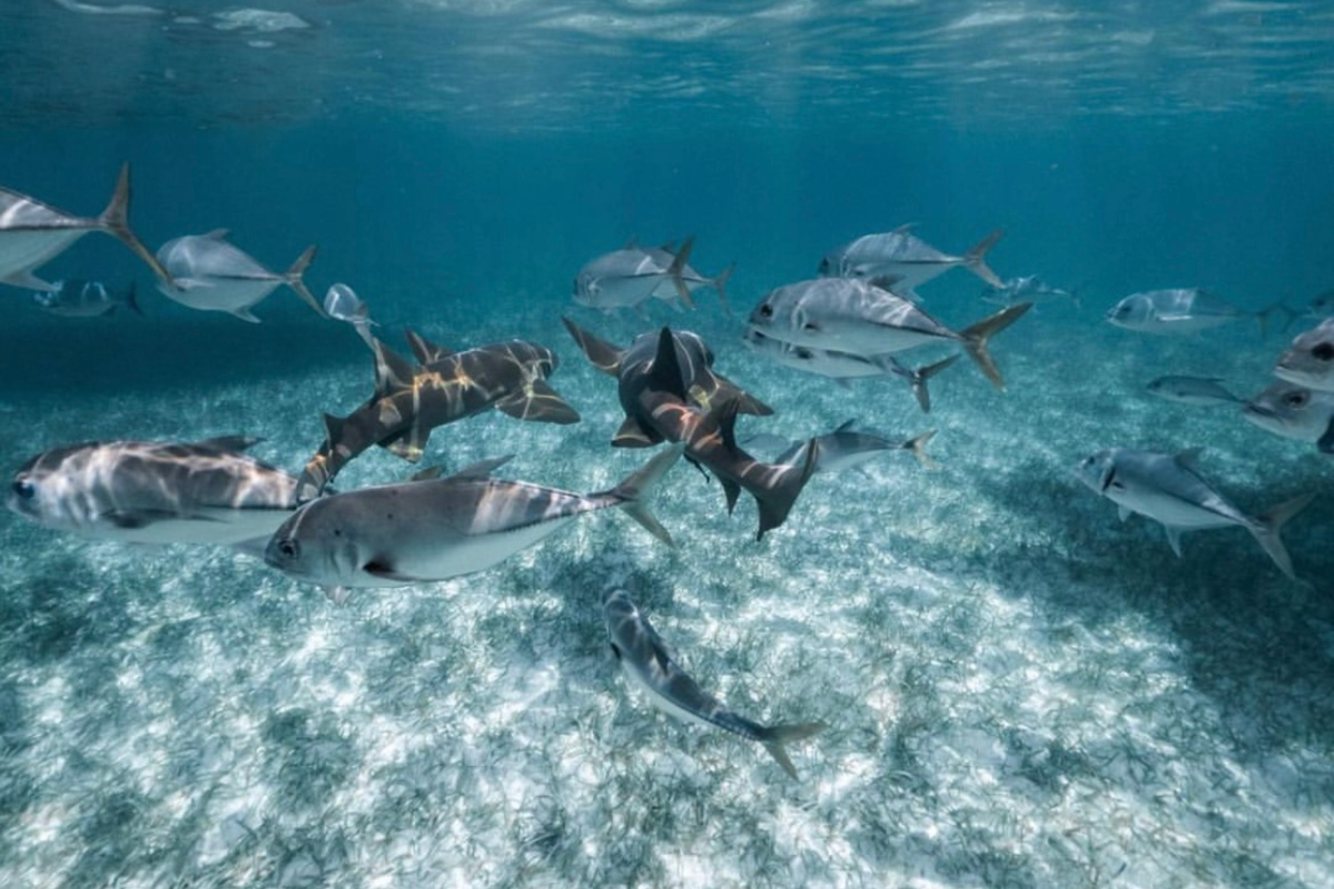 a group of sharks are swimming in the ocean .