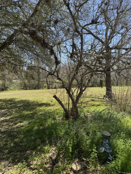 A leafless tree stands in a sunny, grass-covered orchard field with other trees visible in the background.
