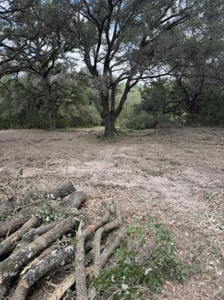 A pile of cut tree logs in the foreground of a sparse, wooded area covered in fallen leaves under an overcast sky.