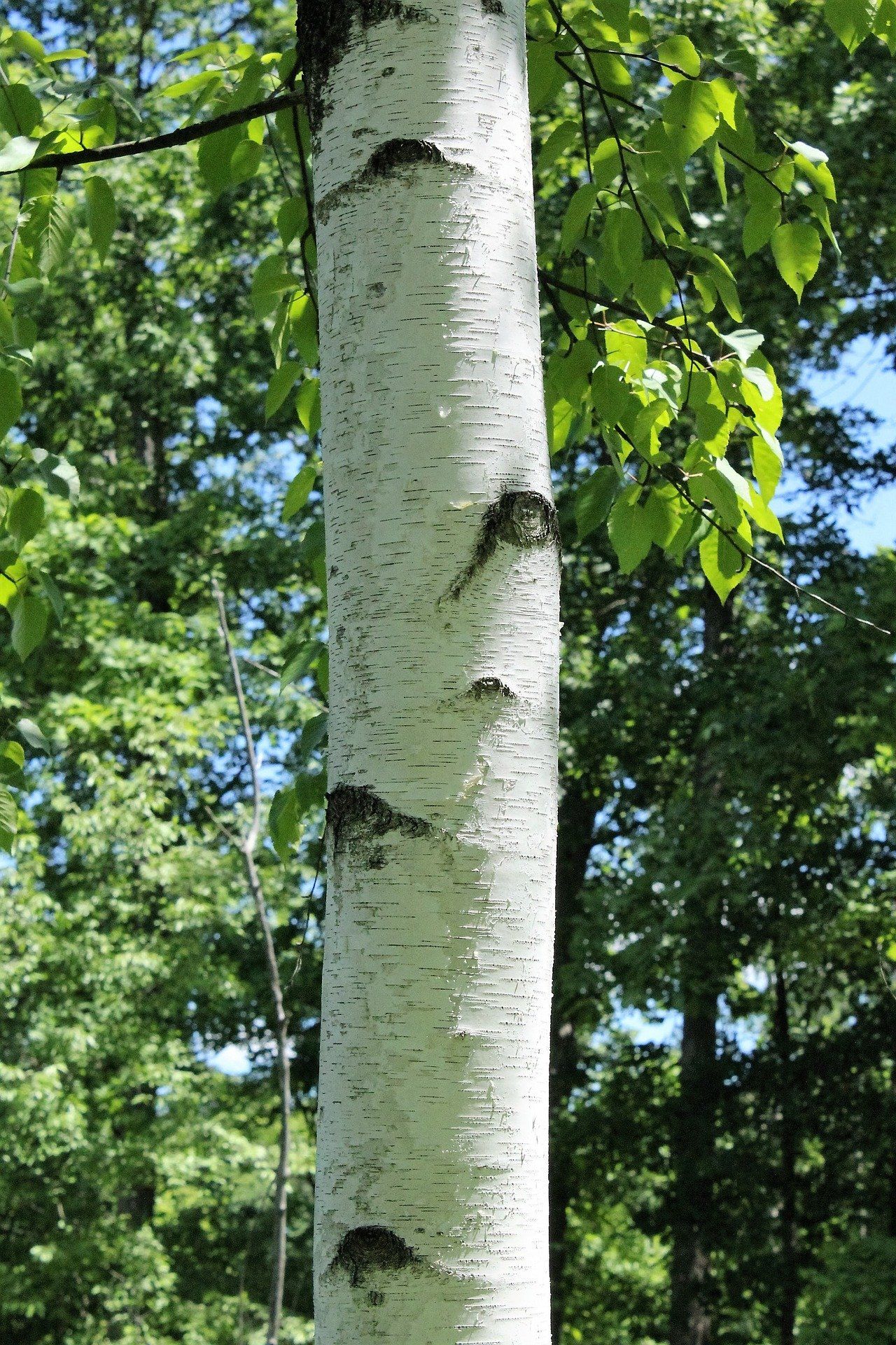 Бели дерево. Берёза бумажная (лат. Betula papyrifera). Birch дерево это. Ствол березы. Дерево с белым стволом.