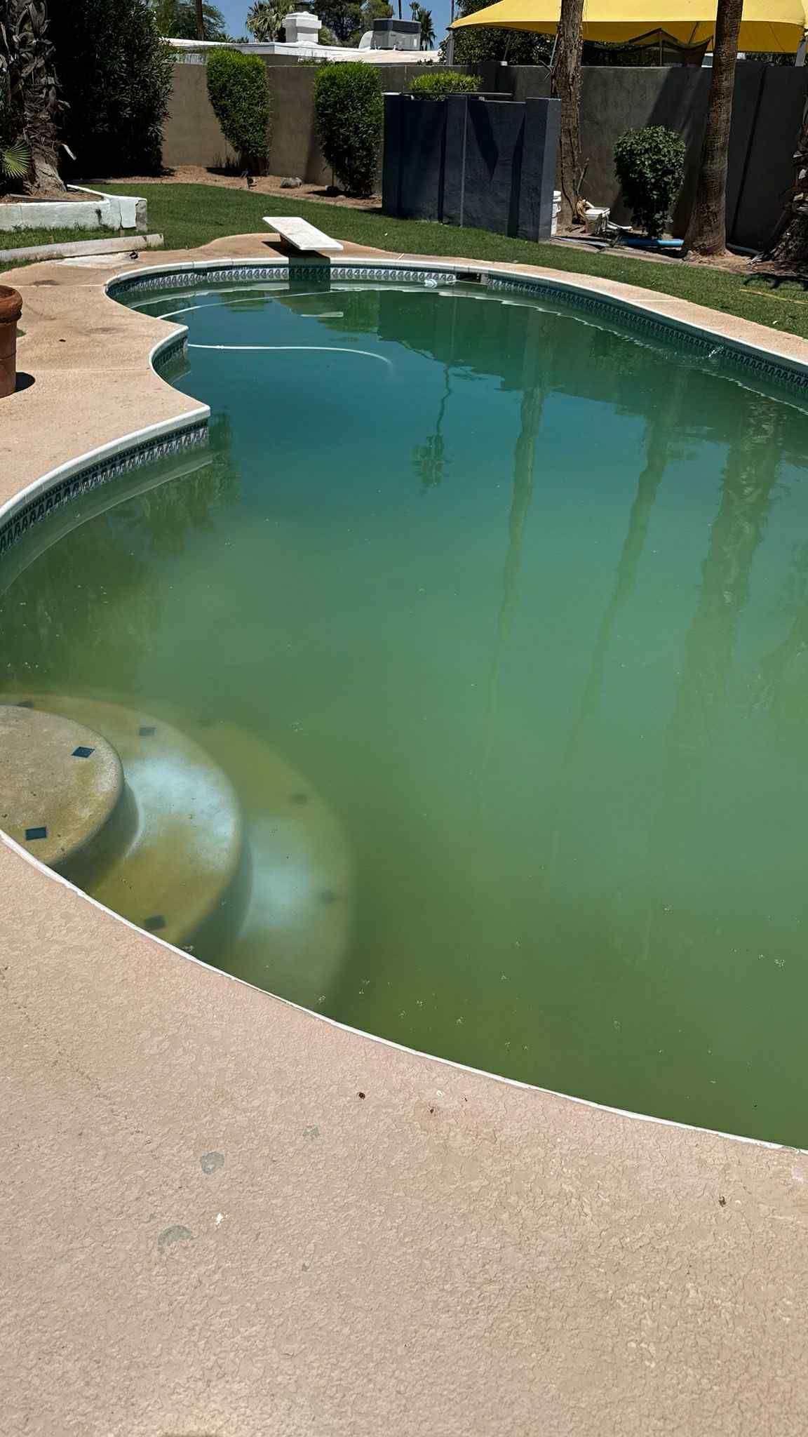 Green, murky swimming pool with a concrete border and steps.