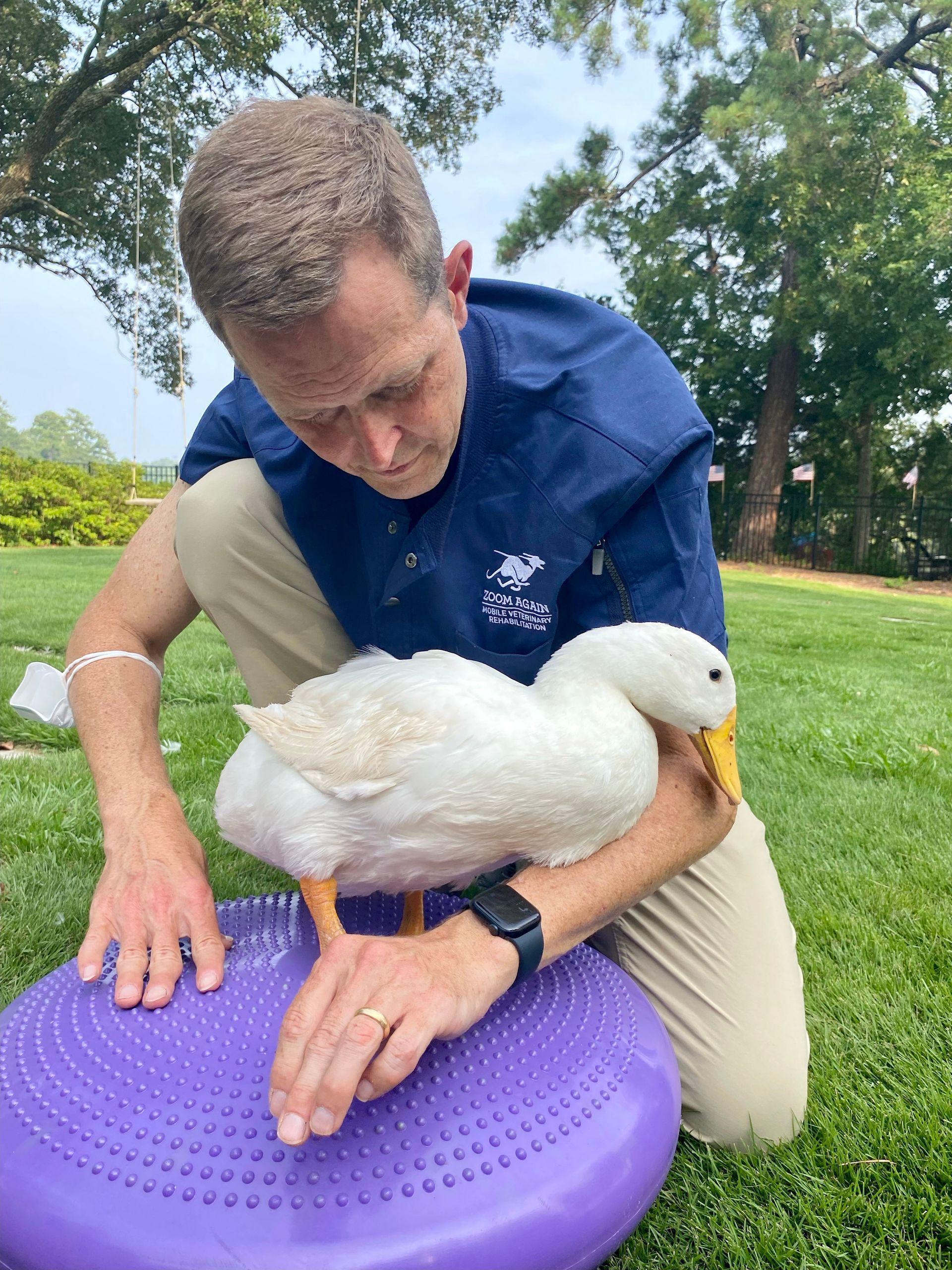 A man is kneeling down next to a white duck on a purple cushion.