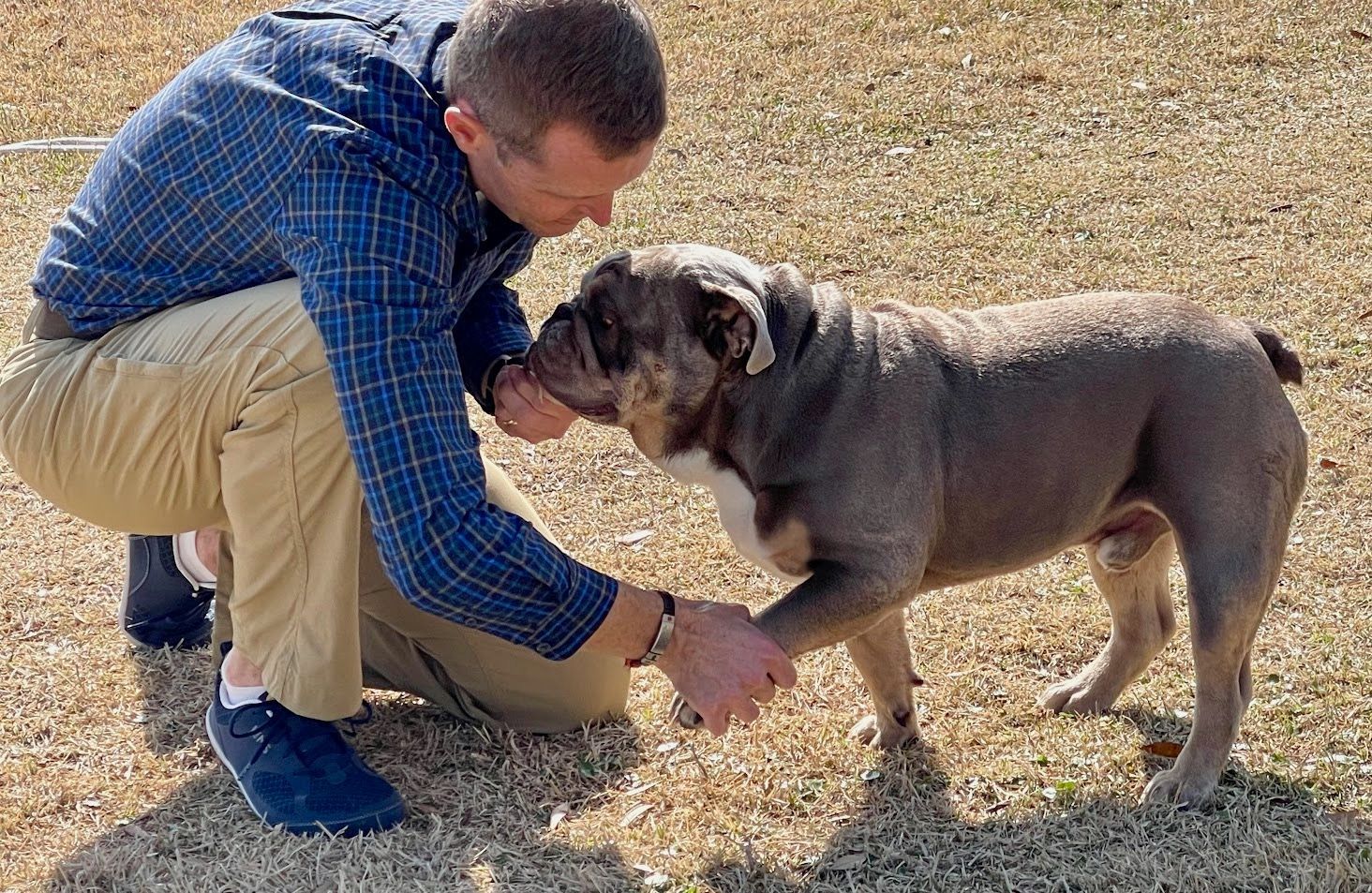 Brown Bulldog standing in front of a male veterinarian stretching his front leg