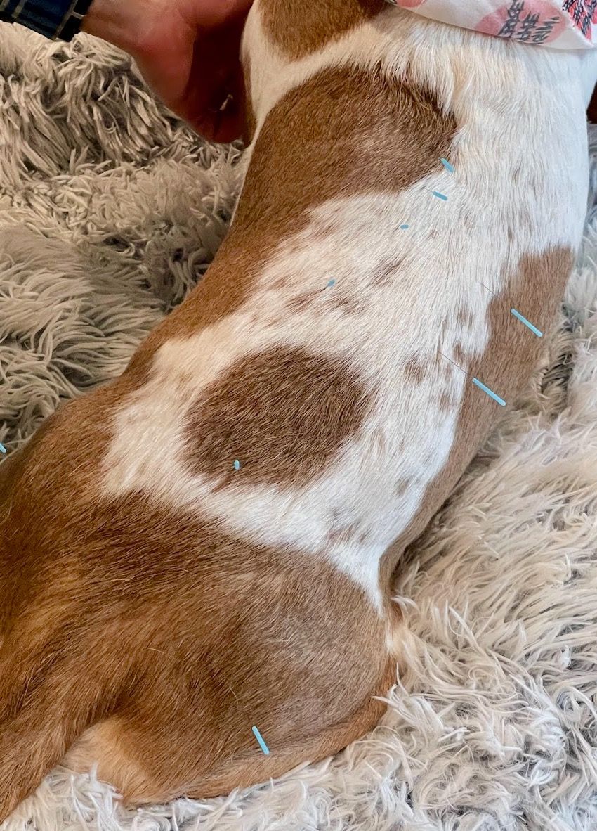 White Basset Hound with brown spots laying down with lots of acupuncture needles with blue tips on the ends in her back