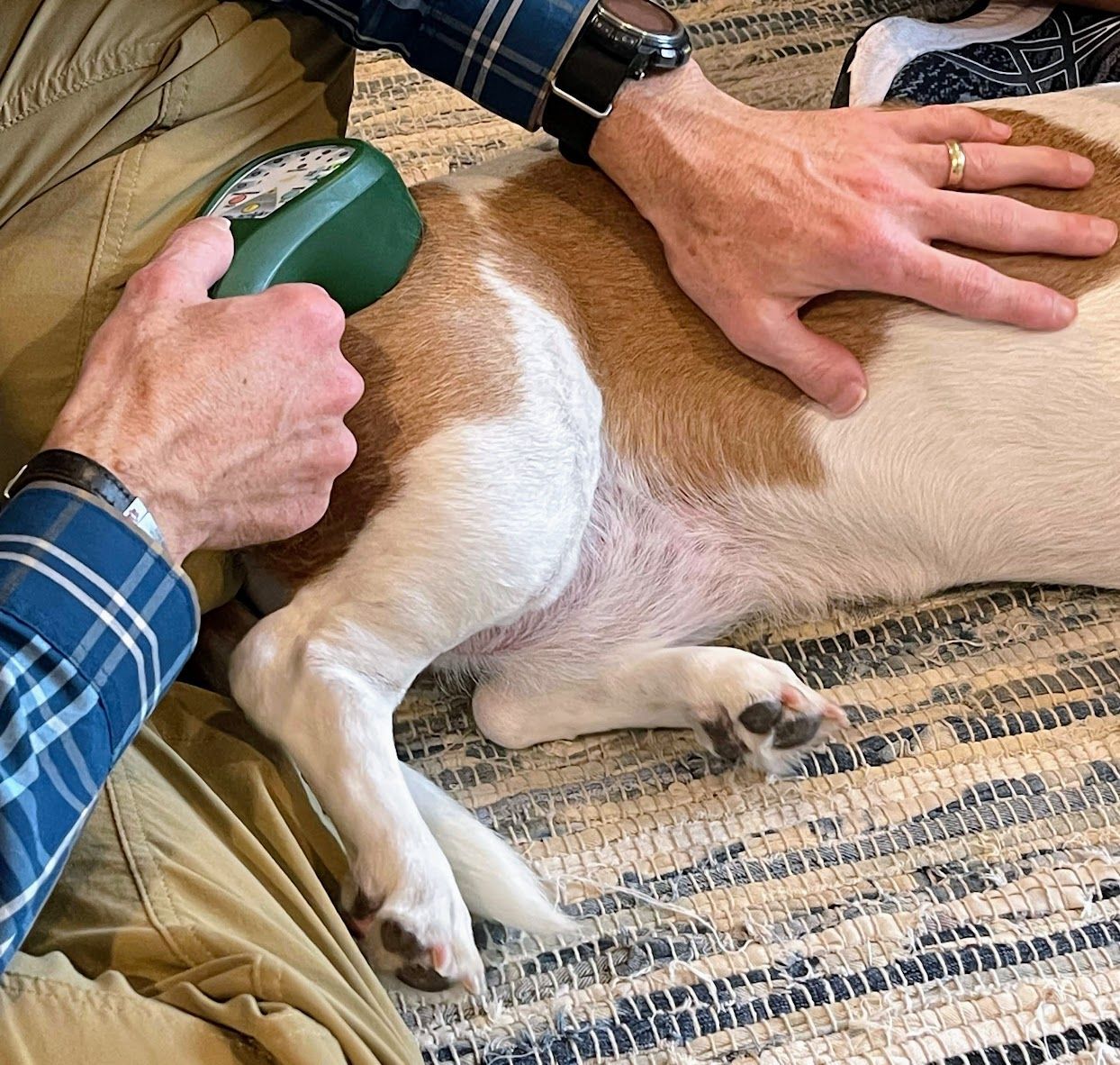 Male veterinarian holding therapeutic laser to hip of  brown and white dog