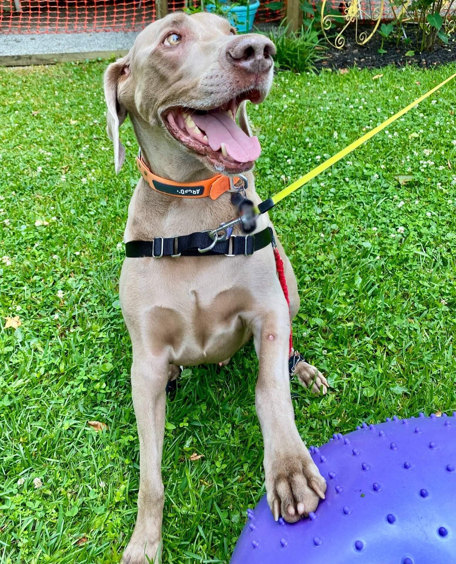 Silver dog with mouth open and tongue out and paw on purple ball