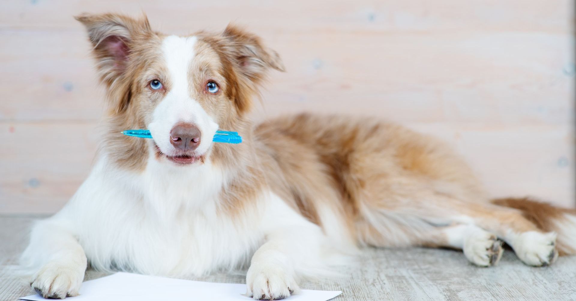 Long haired dog with blue eyes holding a pencil in his mouth and paper under his paw