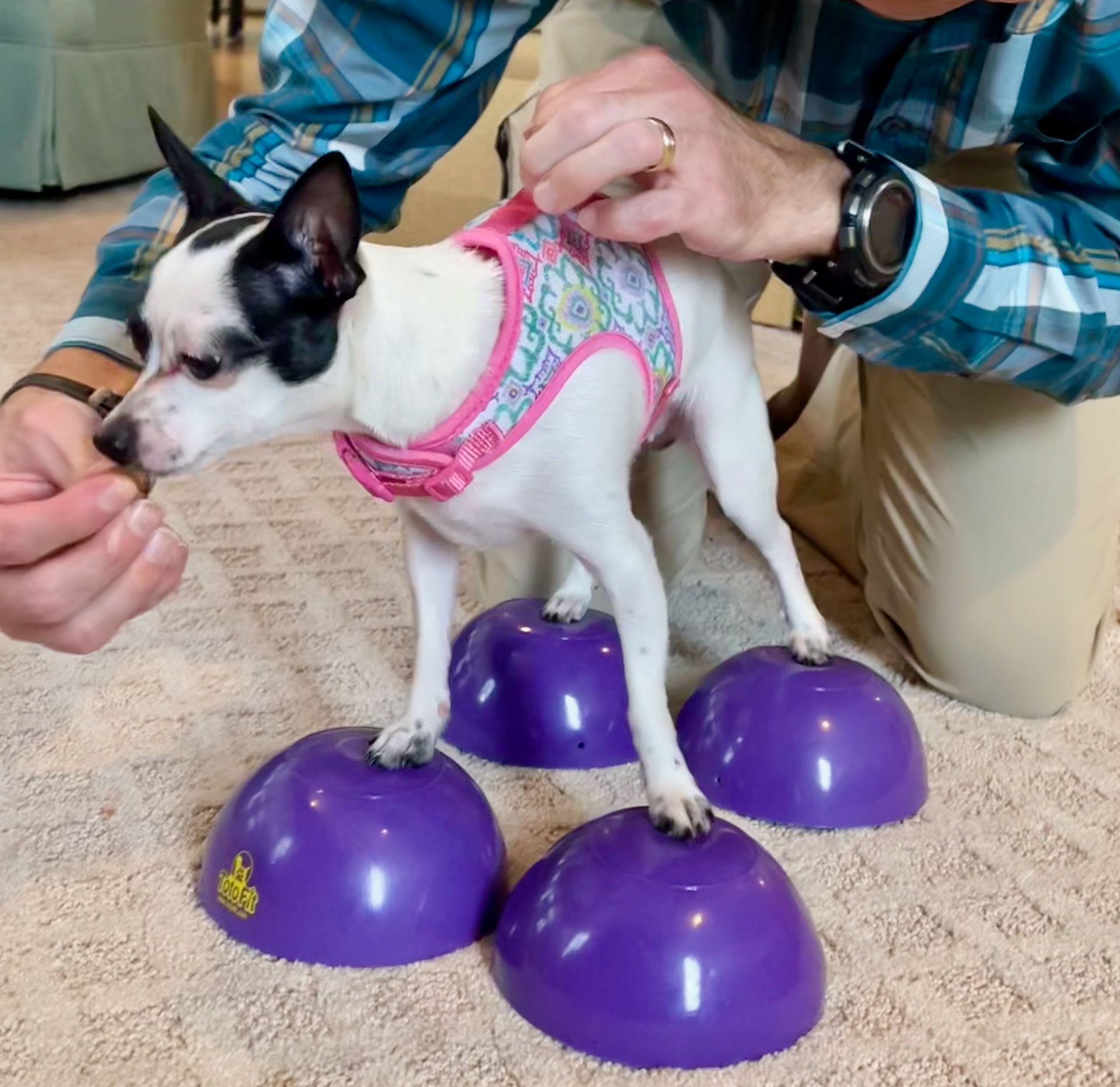Small white dog with each paw standing on a purple ball with a veterinarian's hand giving her a treat