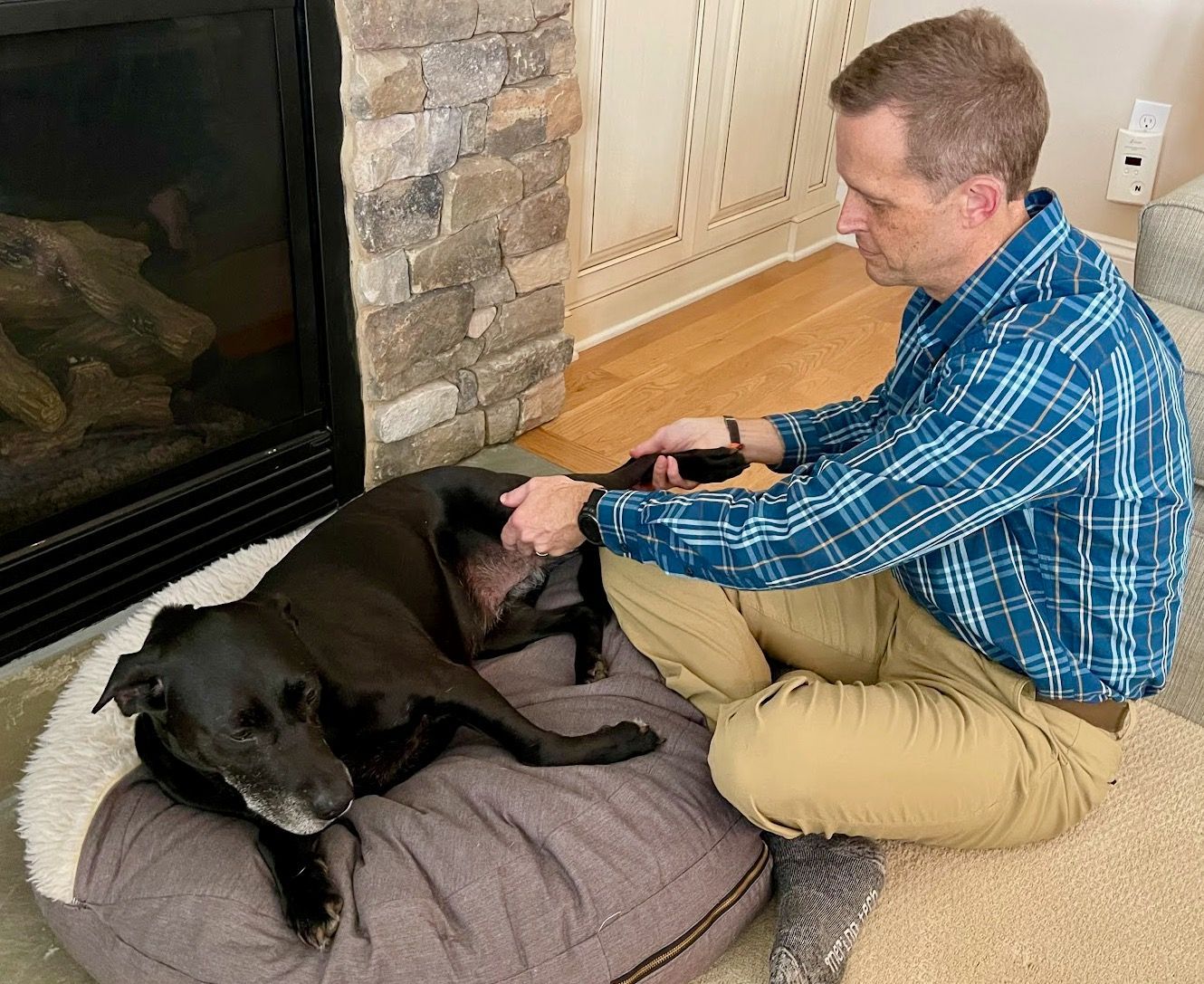 Black lab laying down in a gray bed while male veterinarian stretches her back legs