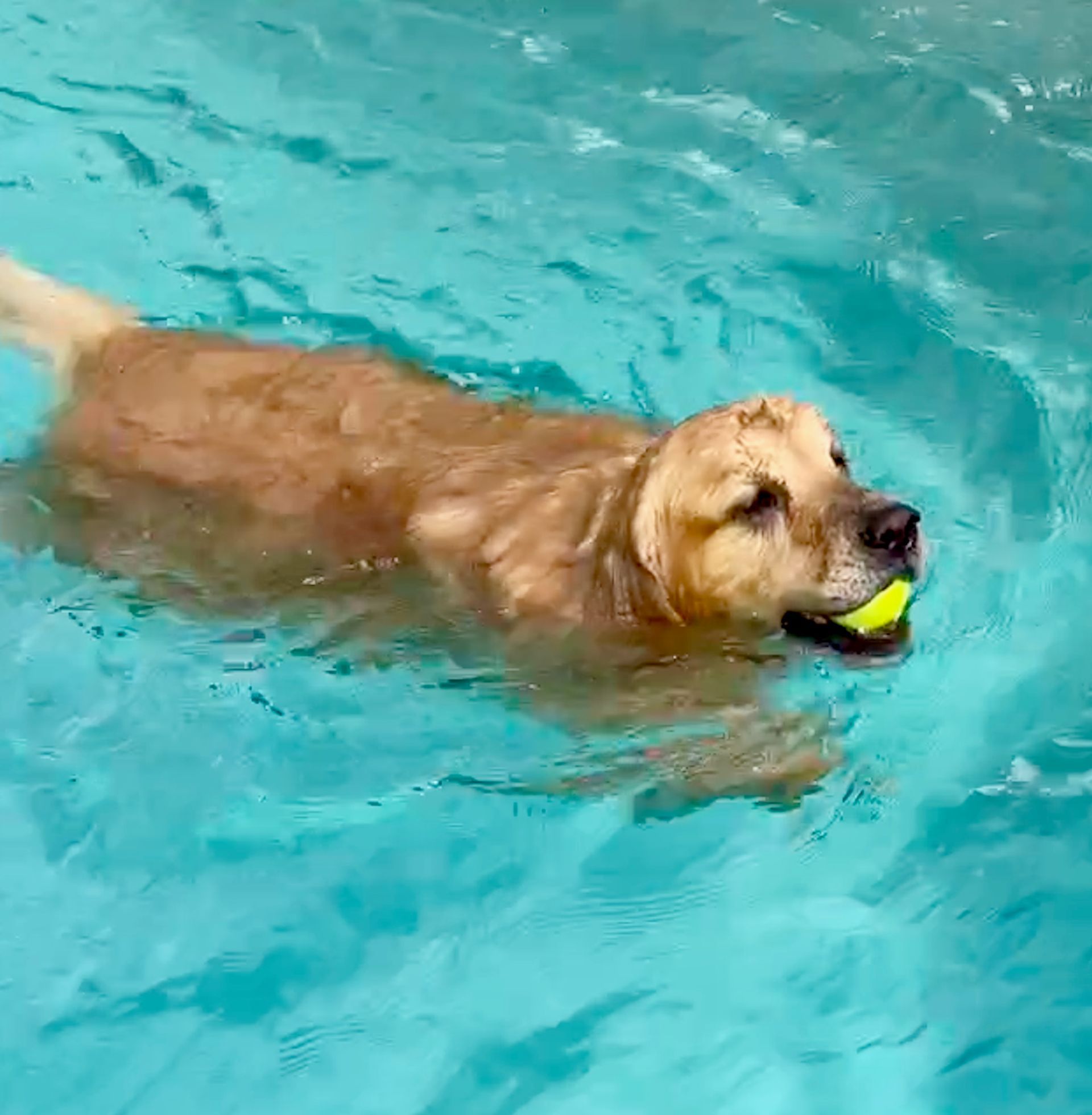 Golden Retriever with a yellow ball in her mouth swimming in aqua water