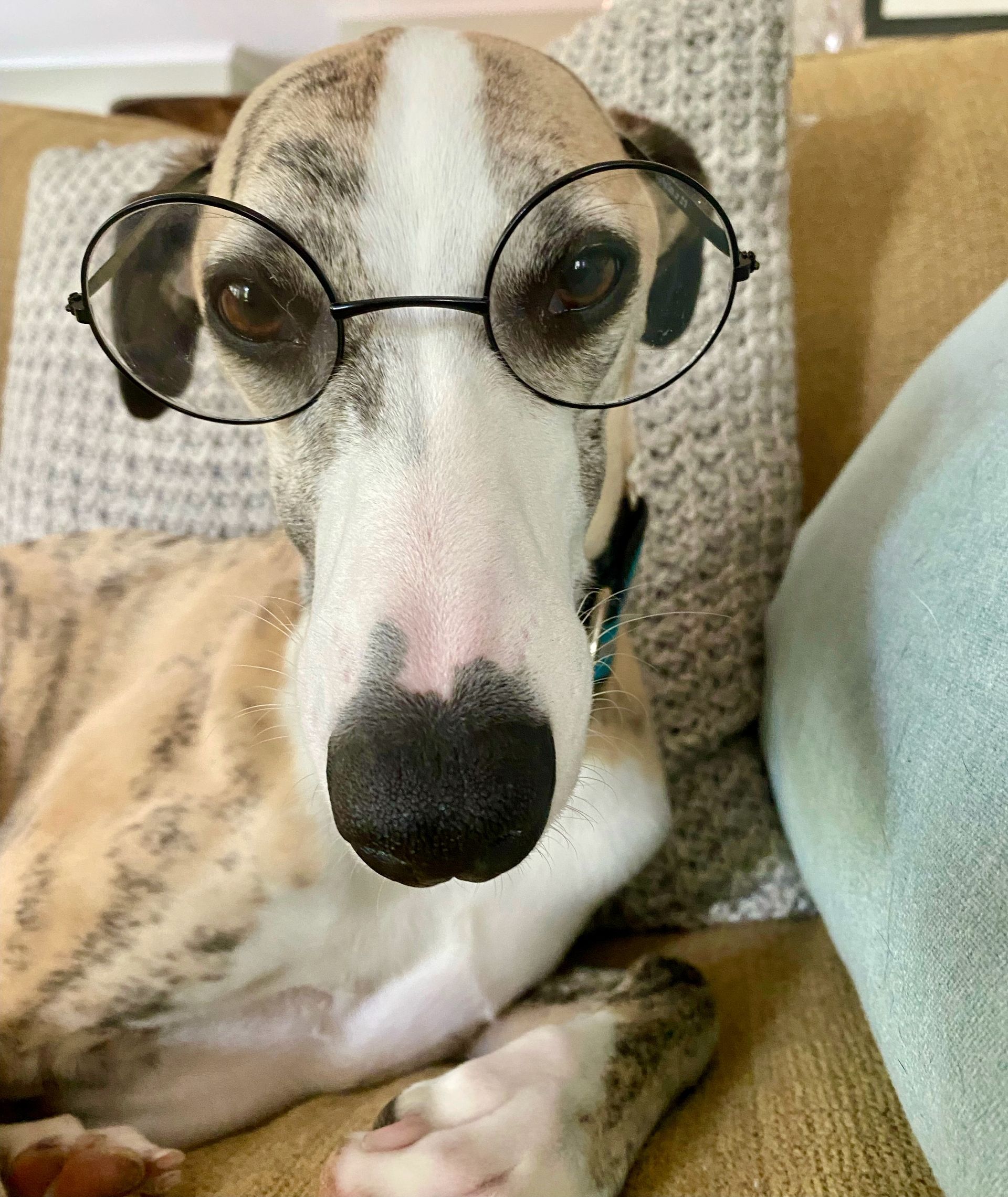 Brindle Whippet with white face and round clear glasses on