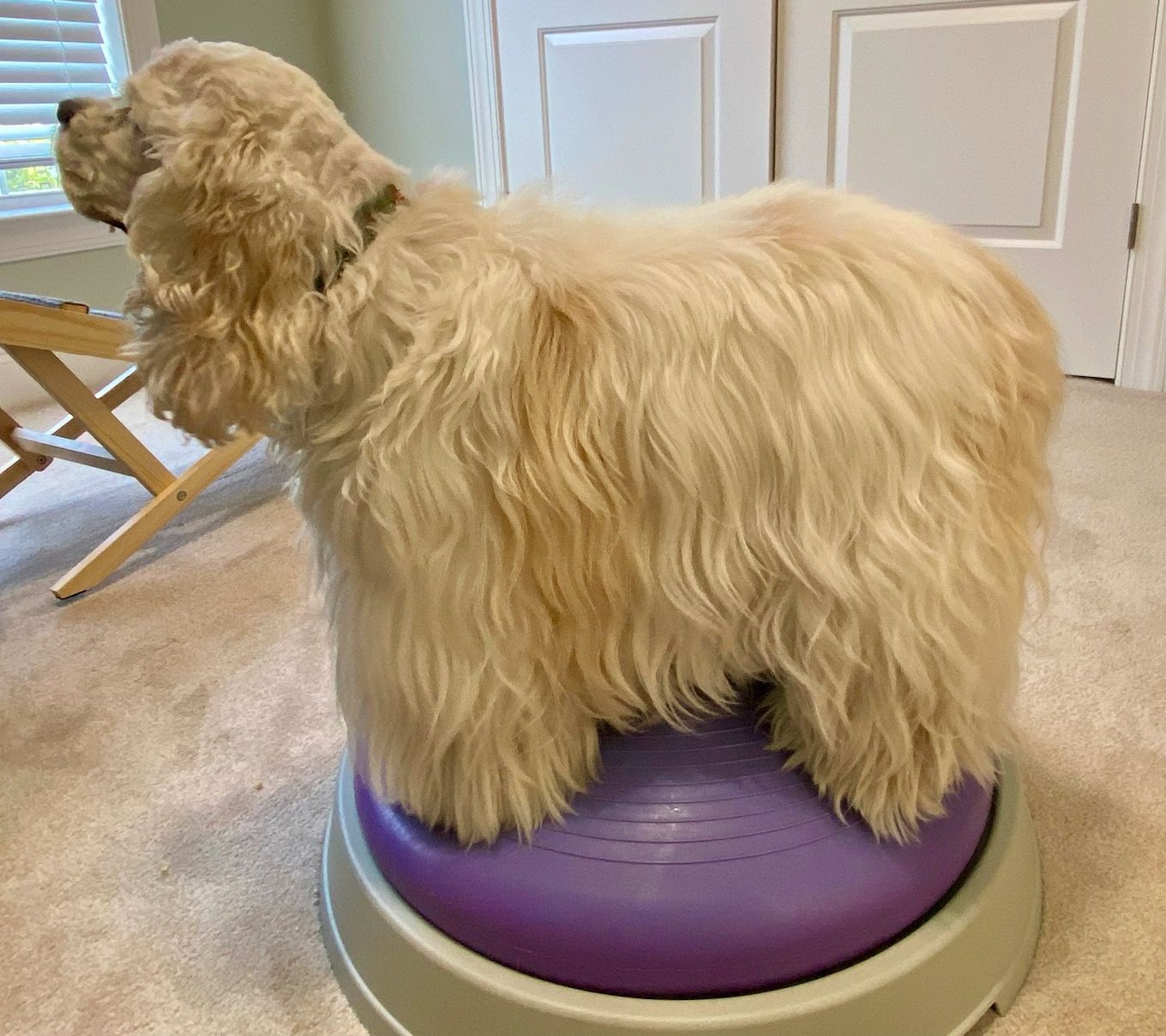 A cocker spaniel is sitting on a purple balance ball